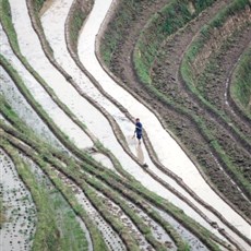 Dragon's Backbone rice terraces